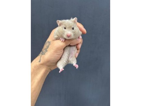 Ömürlük yuvasını arayan minik hamster kalpler