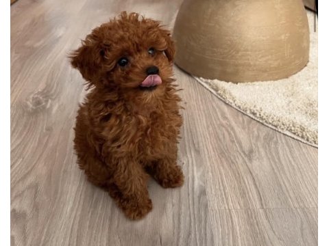Toy poodle köpekleri