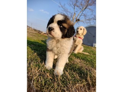 Mükemmel kalite st bernard yavrular