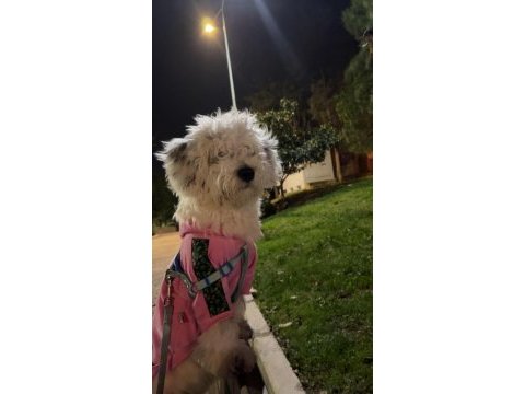 Ücretsiz sahiplendirilecektir terrier