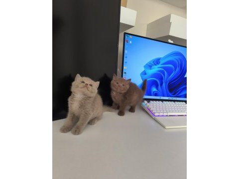 Fawn bsh safkan şecereli british shorthair