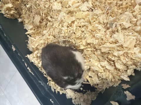 Hamster 2 adet