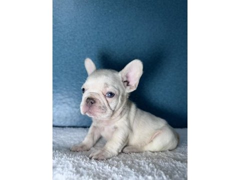 Mavi göz french bulldog yavrular