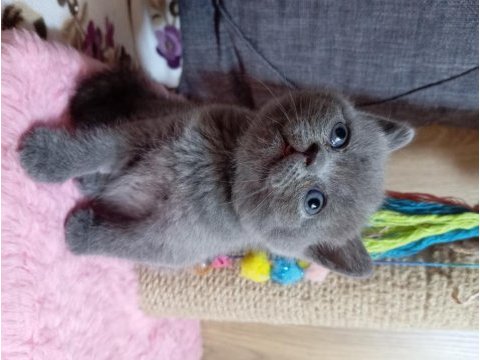 British longhair ve shorthair ve blue point