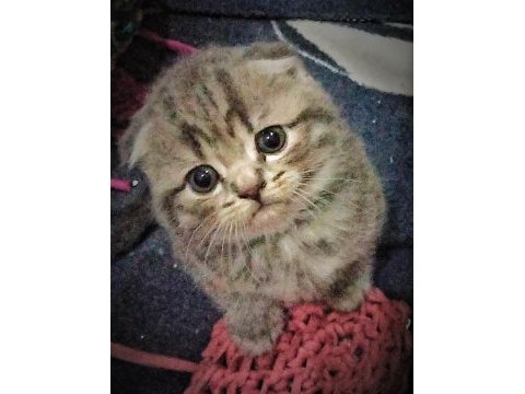 2 nisan doğumlu dişi scottish fold