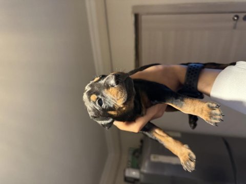 Doberman köpeği yavruları