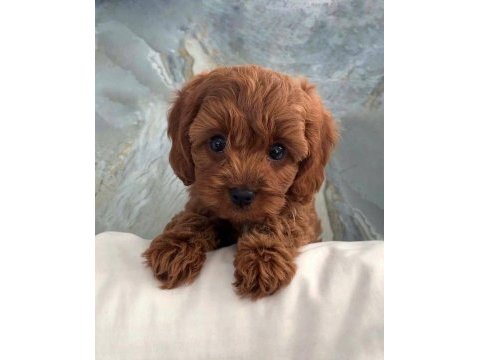 Safkan garantili redbrown toypoodle yavrular 