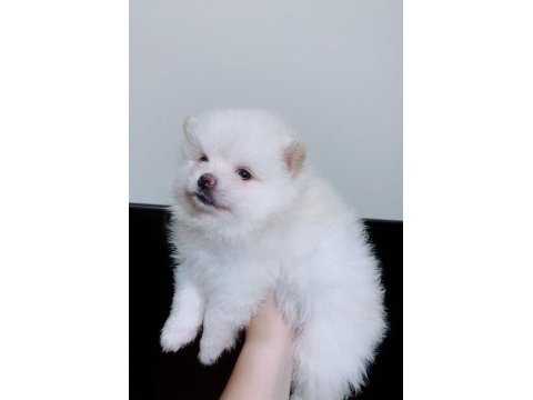 Pomeranian dişi güzellik