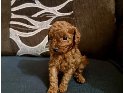 Ruhsatlı köpek çiftliğinden toy poodle yavrularımız 