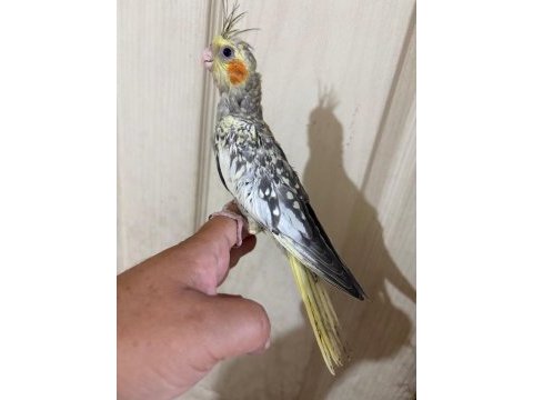 47 günlük kusursuz bebek sultan papağanı