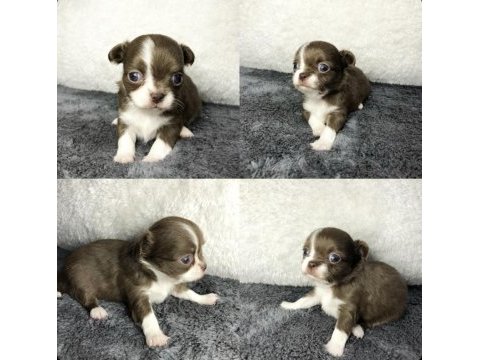 Harika chihuahua bebekler