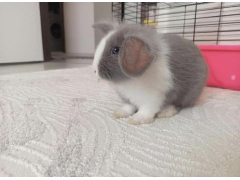 Hollanda lop tavşanı