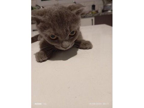 Scottish fold