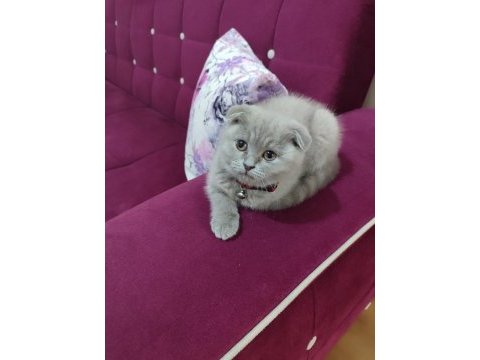 Scottish fold acil vermek istiyorum