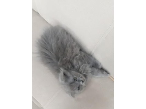 Scottish fold kediler