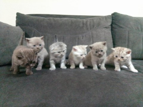Baba scottish golden tabby anne british shorthair