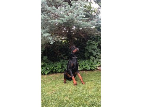 3 yaşında şecereli doberman
