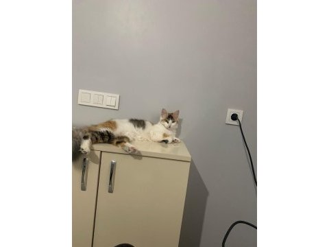 Miyavlamıyor mikliyor adı miki tekir