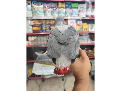 Bebek jakolar kırmızı kuyruk kango