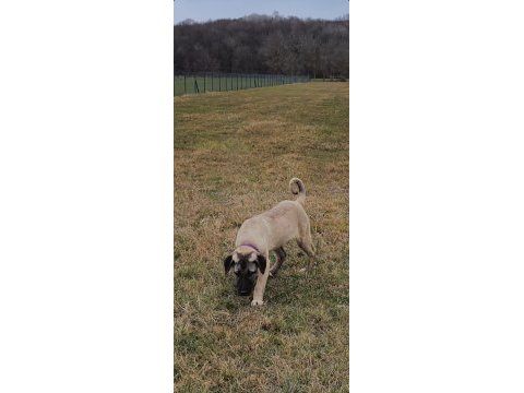 4.5 aylık bir çift kangal