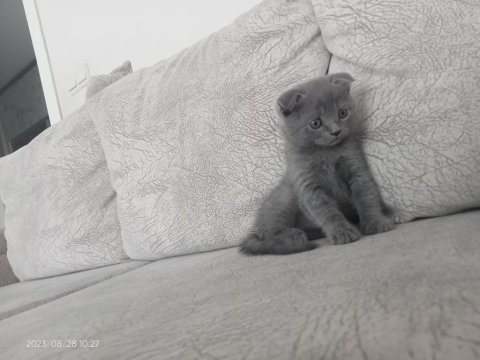 Acil yavru scottish fold