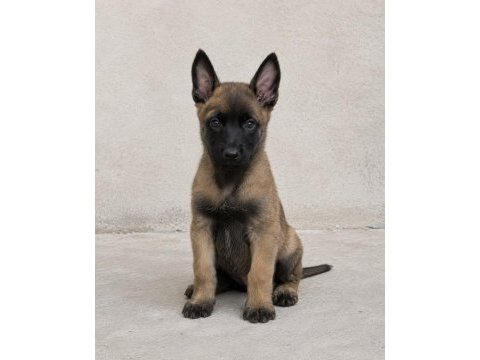 Kaliteli kan hattından malinois yavruları
