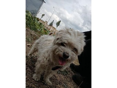 Malta terrier köpeğimiz sahiplendirilecek