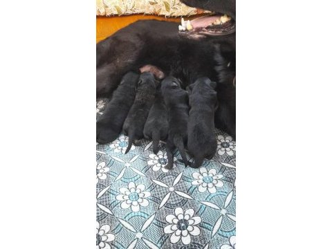 Alman köpeği yavruları