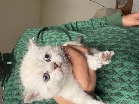 Scottish fold kedimiz