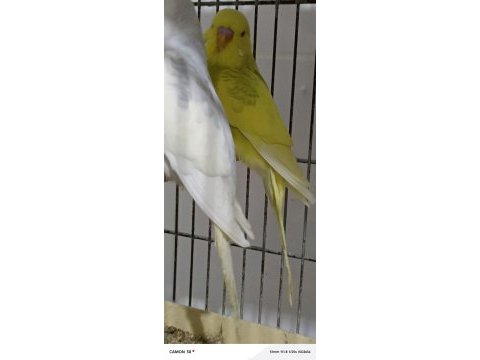 Sahiplendirme muhabbet kuşlarımız