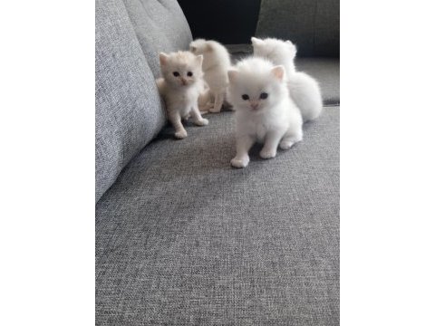 Anne baba şecereli british shorthair yavrular