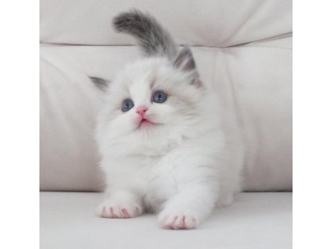 Full şecereli ragdoll yavruları