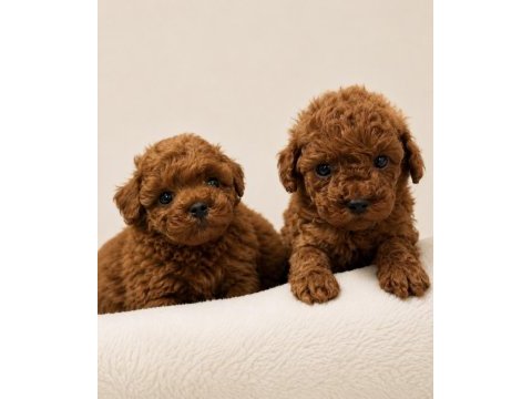Toy poodle yavruları yeni ailelerini bekliyor