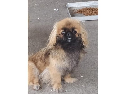 8 aylık pekinez dişi ve erkek