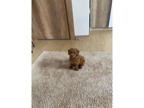 Poodle bebeğimiz yeni yuvasını bekliyor