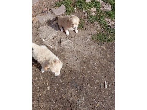Golden retriever kırması 2 aylık yavrular