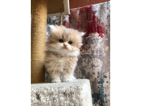 British longhair şecereli bebekler