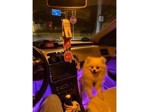 2 yaşında prenses pomeranian