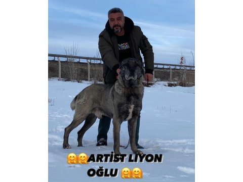 Truva kangal köpek çiftliği