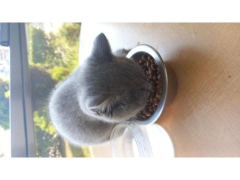 3 aylık dişi british shorthair