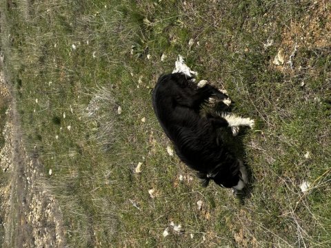 1 yaşında dişi border collie