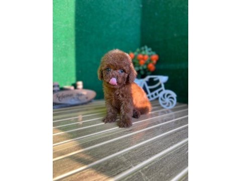 Toy poodle bebeklerimiz referans yavru