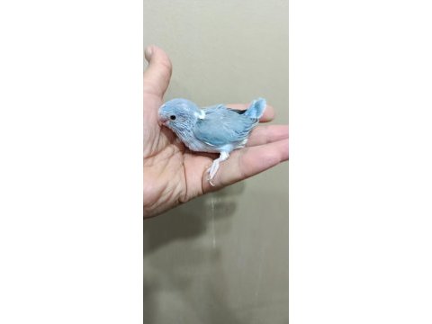 Pied cep papağanı forpus