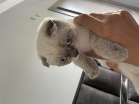 Scottish fold 4 aylık yavrumuz