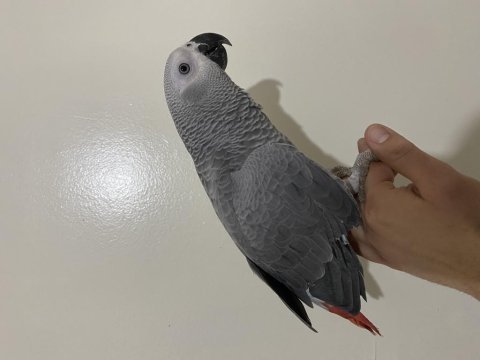 6 aylık el besleme jako papağanı