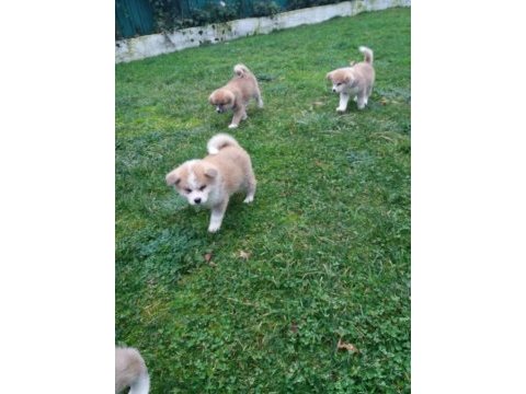 Akkuş üretim çiftliğinden akita yavruları