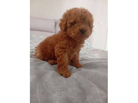 Core poodle