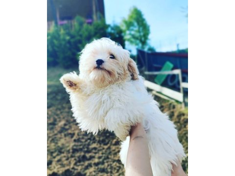 Maltipoo pamuk yavrularımız