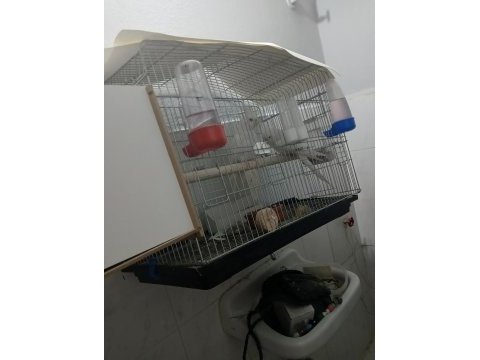 Albino eşli takım sultan papağanı