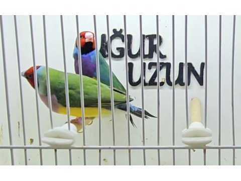 Gökkuşağı ispinozu (gouldian finch) mevcuttur
